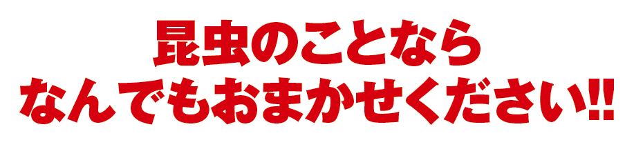 昆虫のことならなんでもおまかせください!!