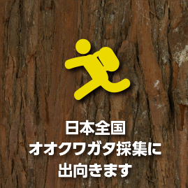 日本全国オオクワガタ採集に出向きます